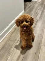 Teddy , a male Poodle - Miniature  for sale in Snellville, GA – 1 of 5