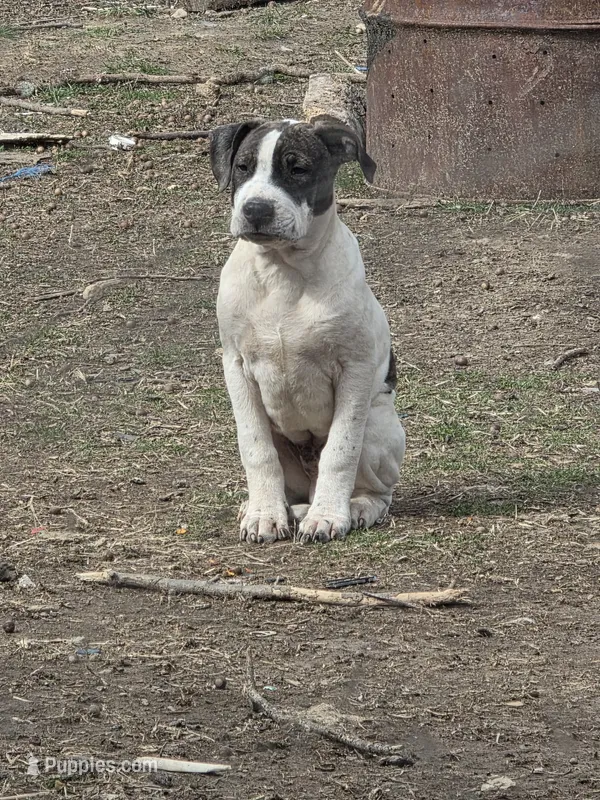Sparky – American Bully puppy for sale in Shipman, IL