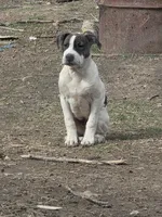 Sparky, a male American Bully for sale in Shipman, IL – 1 of 1