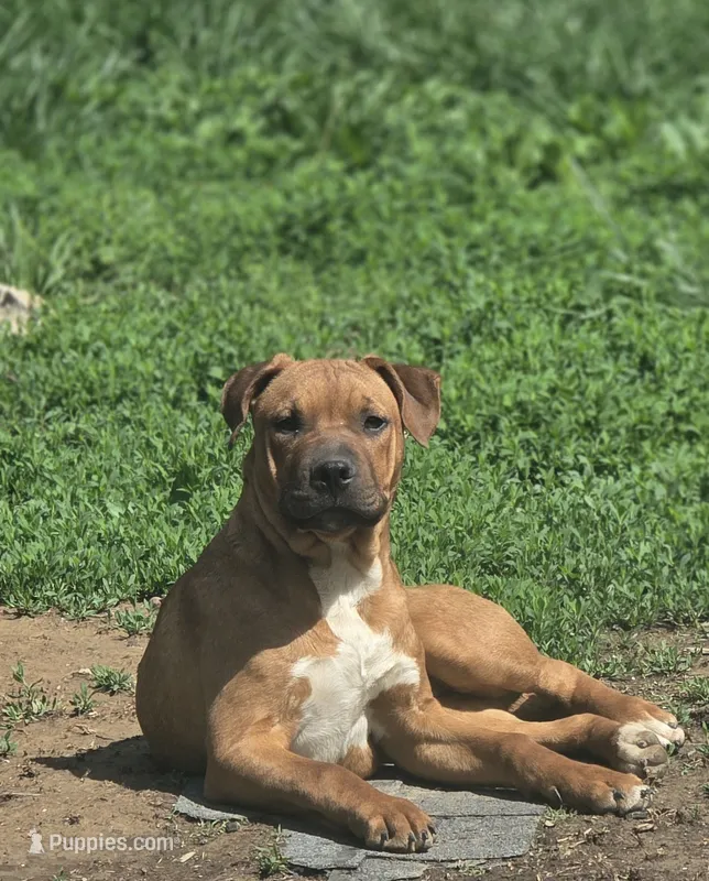 Max – American Bully puppy for sale in Shipman, IL