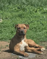 Max, a male American Bully for sale in Shipman, IL – 1 of 1