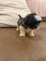 Lola, a female Shih Tzu for sale in Chesnee, SC – 4 of 8