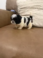 Lulu, a female Shih Tzu for sale in Chesnee, SC – 2 of 6