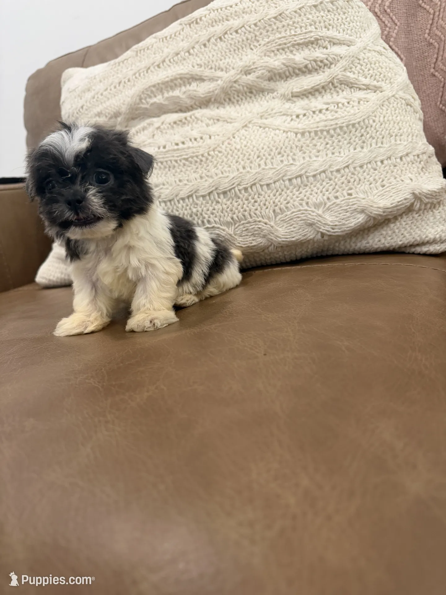 Lola – Shih Tzu Puppy for Sale in Chesnee, SC | Puppies.com