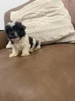 Lola, a female Shih Tzu for sale in Chesnee, SC – 1 of 8