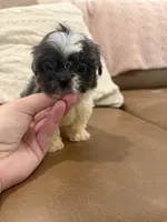 Lola, a female Shih Tzu for sale in Chesnee, SC – 6 of 8