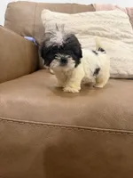 Buddy, a male Shih Tzu for sale in Chesnee, SC – 1 of 6