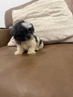 Lola, a female Shih Tzu for sale in Chesnee, SC – 7 of 8