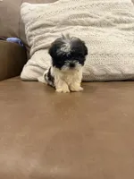 Buddy, a male Shih Tzu for sale in Chesnee, SC – 6 of 6