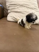 Buddy, a male Shih Tzu for sale in Chesnee, SC – 5 of 6