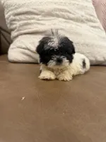 Buddy, a male Shih Tzu for sale in Chesnee, SC – 3 of 6