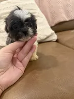 Lola, a female Shih Tzu for sale in Chesnee, SC – 3 of 8