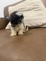 Lola, a female Shih Tzu for sale in Chesnee, SC – 8 of 8