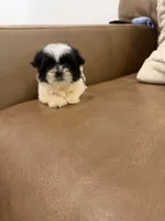 Lulu, a female Shih Tzu for sale in Chesnee, SC – 5 of 6