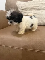 Buddy, a male Shih Tzu for sale in Chesnee, SC – 4 of 6