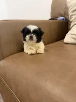 Lulu, a female Shih Tzu for sale in Chesnee, SC – 6 of 6