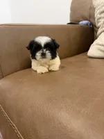Lulu, a female Shih Tzu for sale in Chesnee, SC – 1 of 6