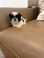 Lulu, a female Shih Tzu for sale in Chesnee, SC – 4 of 6