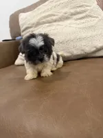 Lola, a female Shih Tzu for sale in Chesnee, SC – 2 of 8