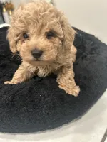 Mr. Light Green, a male Poodle - Toy  for sale in Magnolia, TX – Photo 3 of 3