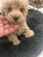 Mr. Light Green, a male Poodle - Toy  for sale in Magnolia, TX – Photo 1 of 3