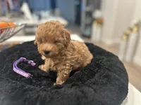 Miss Purple, a female Poodle - Toy  for sale in Magnolia, TX – Photo 1 of 5