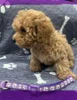 Miss Purple, a female Poodle - Toy  for sale in Magnolia, TX – Photo 3 of 5