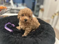 Miss Purple, a female Poodle - Toy  for sale in Magnolia, TX – Photo 2 of 5