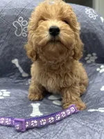 Miss Purple, a female Poodle - Toy  for sale in Magnolia, TX – Photo 5 of 5