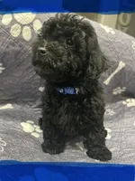 Beautiful Boy, a male Poodle - Toy  for sale in Magnolia, TX – Photo 4 of 4