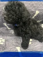 Beautiful Boy, a male Poodle - Toy  for sale in Magnolia, TX – Photo 3 of 4