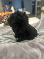 Beautiful Boy, a male Poodle - Toy  for sale in Magnolia, TX – Photo 1 of 4