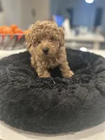 processed/8c9d1d20-e0f8-47b2-98d2-f0f2719412c3/listing/f65e7756-94d3-4039-918e-5a09de0c295a/629a895e-9d19-42a7-a30d-5c32778b99e1