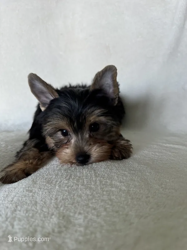 Leo – Yorkshire Terrier puppy for sale in Vancouver, WA