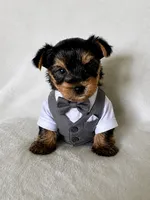 Leo, a male Yorkshire Terrier for sale in Vancouver, WA – 1 of 1