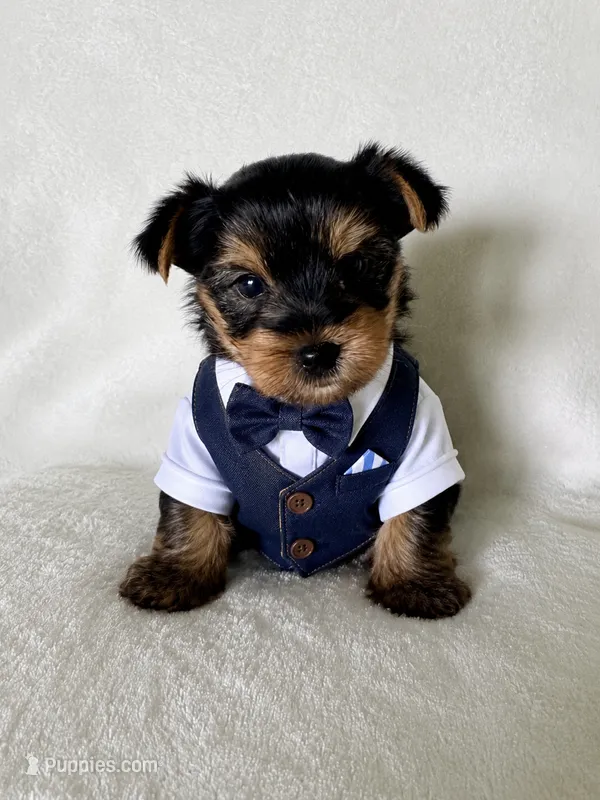 Bruno – Yorkshire Terrier puppy for sale in Vancouver, WA
