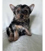 Bruno, a male Yorkshire Terrier for sale in Vancouver, WA – 6 of 6