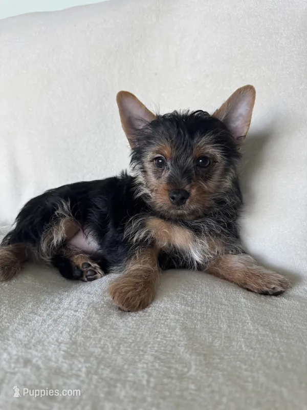 Bruno – Yorkshire Terrier puppy for sale in Vancouver, WA
