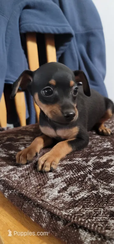 Chico., a male Miniature Pinscher for sale in Vancouver, WA – 1 of 1