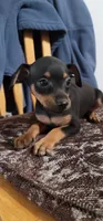 Chico., a male Miniature Pinscher for sale in Vancouver, WA – 1 of 1