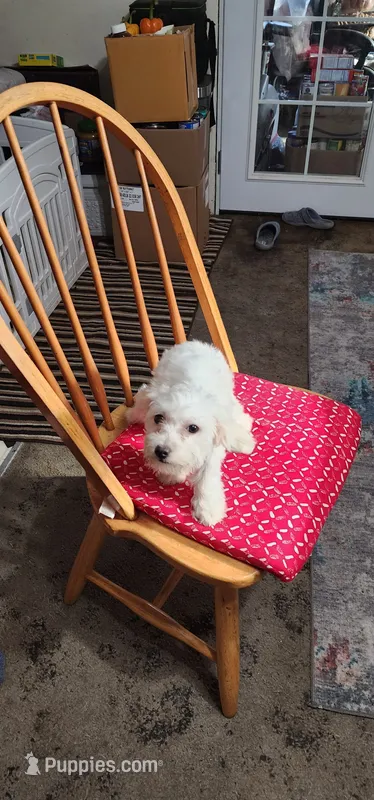 Sofi – Maltipoo puppy for sale in Vancouver, WA