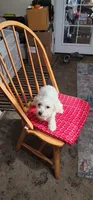 Sofi, a female Maltipoo for sale in Vancouver, WA – 1 of 1