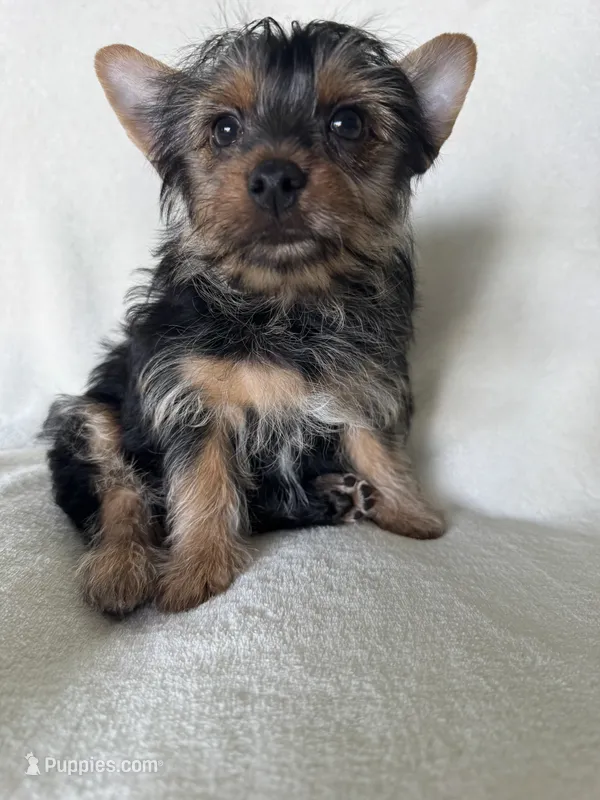 Bruno – Yorkshire Terrier puppy for sale in Vancouver, WA