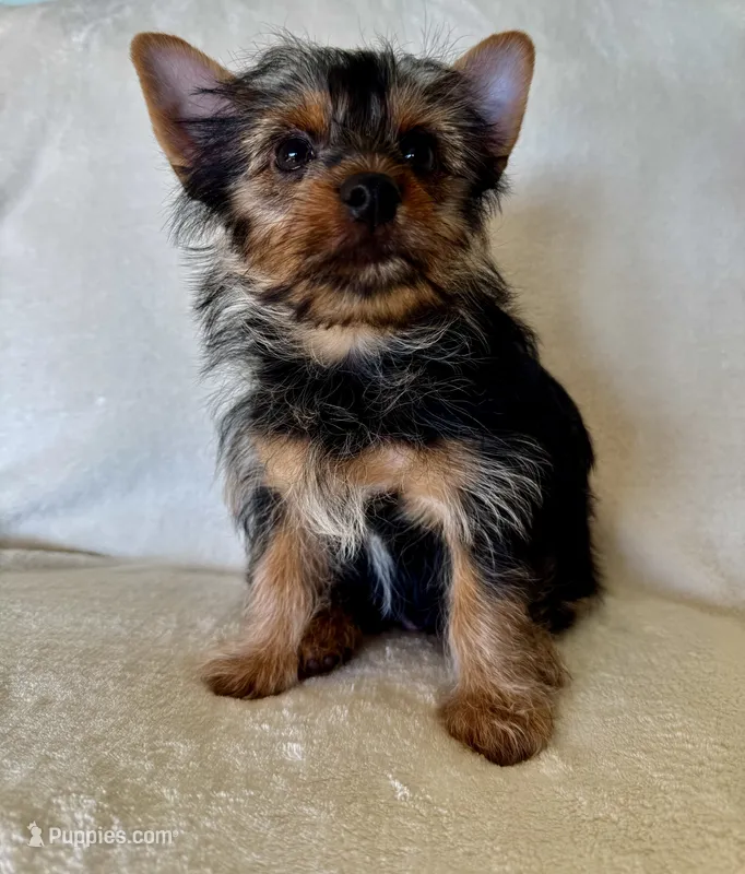 Bruno – Yorkshire Terrier puppy for sale in Vancouver, WA