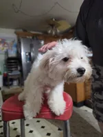 Sofia , a female Maltipoo for sale in Vancouver, WA – 1 of 1