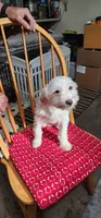 Jerry , a male Maltipoo for sale in Vancouver, WA – 1 of 1