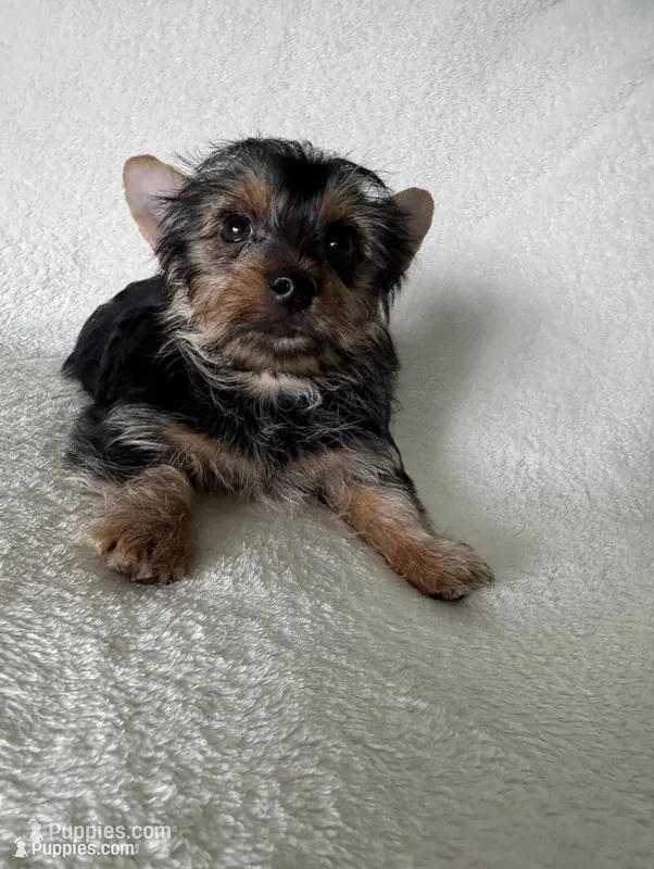 Bruno – Yorkshire Terrier puppy for sale in Vancouver, WA