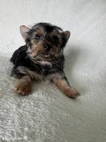 Bruno, a male Yorkshire Terrier for sale in Vancouver, WA – 1 of 6
