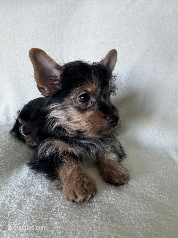 Bruno – Yorkshire Terrier puppy for sale in Vancouver, WA