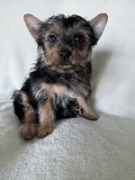 Bruno, a male Silky Terrier for sale in Vancouver, WA – 1 of 4